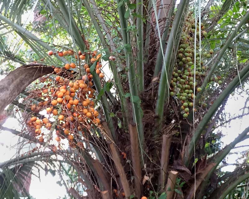 Butia capitata - the mature orange fruit and immature green fruit of Jelly or Wine Palm