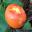Orange fruit of Butia capitata - Jelly Palm