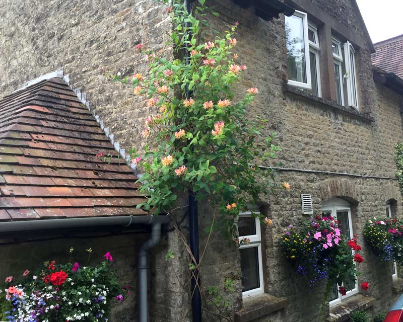 Lonicera caprifolium climbing up the side of a house