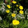 Leopard's Bane - Doronicum pardalianches - yellow daisy like flowers with yellow centres