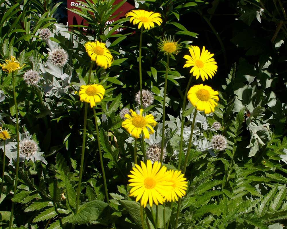 Leopard's Bane - Doronicum pardalianches - yellow daisy like flowers with yellow centres