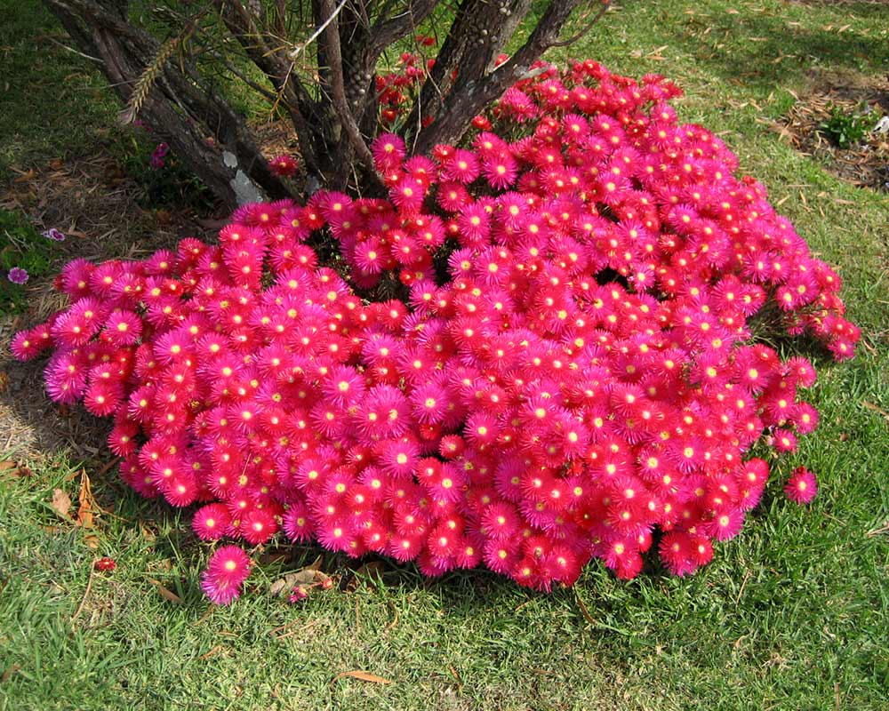Dorotheanthus bellidiformis - often referred to as Mesembryanthemum