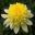 Dahlia anemone-flowered 'Freya’s Paso Doble' - photo Mark Twyning