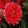 Dahlai Waterlilly Group 'Kilburn Rose'