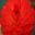 Dahlia Waterlily Flowered Group - Taratahi Ruby