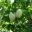 Snowball tree - viburnum opulus