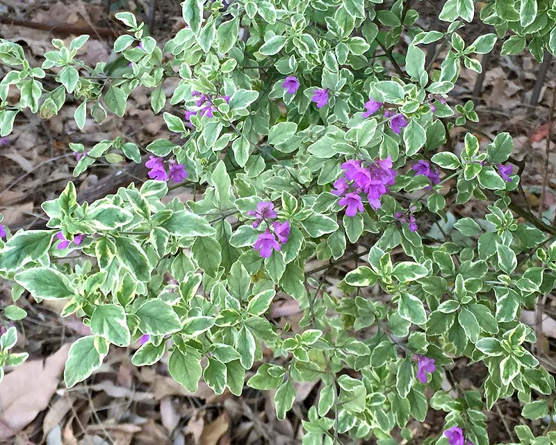 Prostanthera ovalifolia Variegata - The Varigata Purple Mint Bush