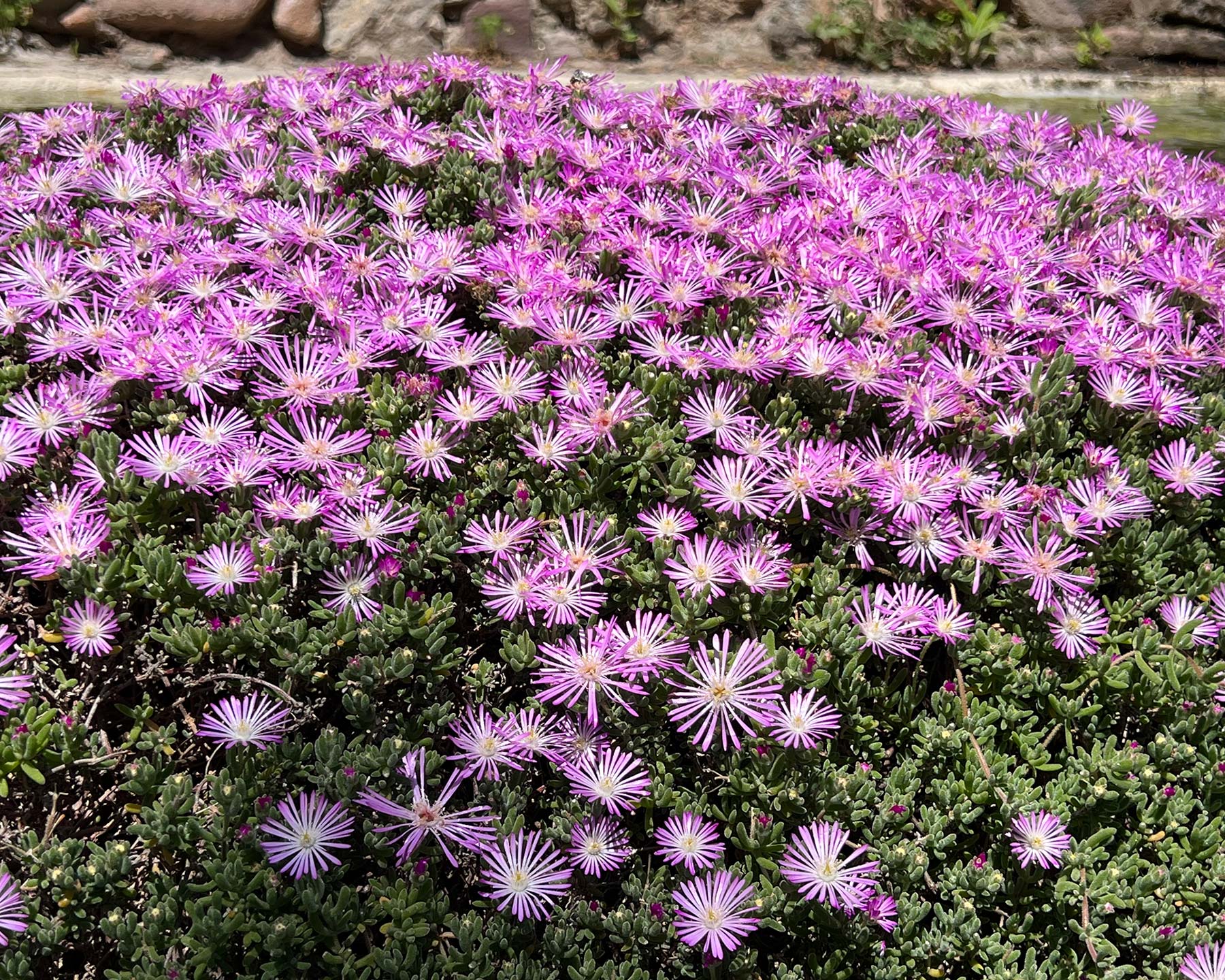 Drosanthemum floribundum syn D. candens - Ice Plant has pink daisy link flowers