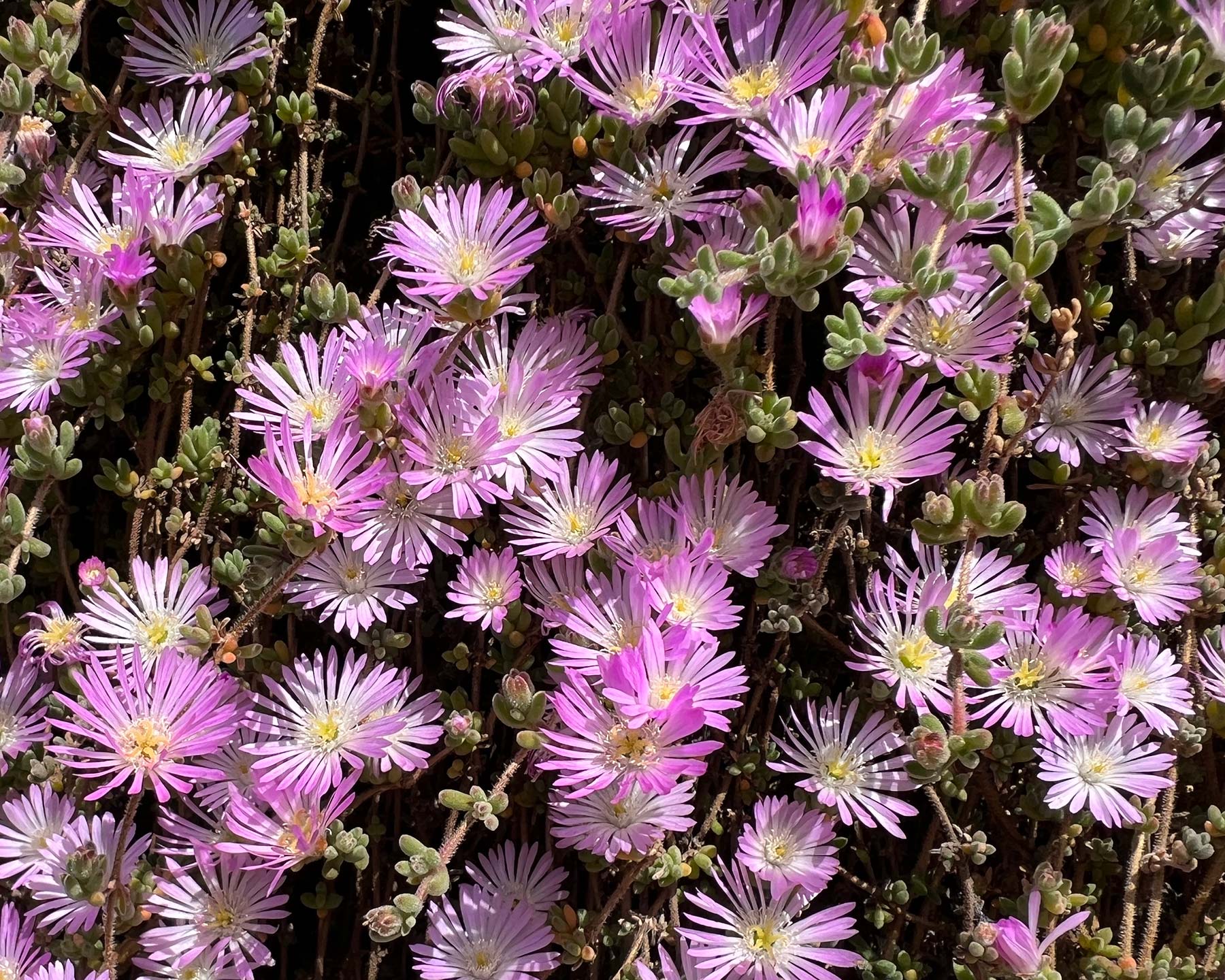 Drosanthemum floribundum syn D. candens - Ice Plant has pink daisy link flowers