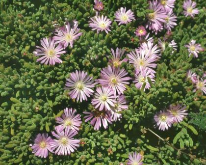 Drosanthemum floribundum syn D. candens - Ice Plant has pink daisy link flowers - photo Franz Xaver