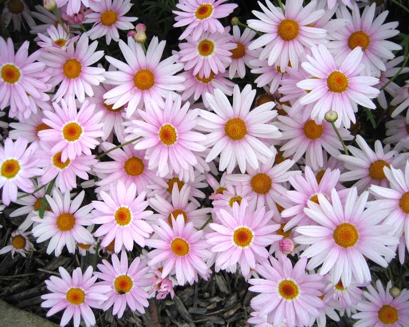 Argyranthemum frutescens - Crazy Daisy