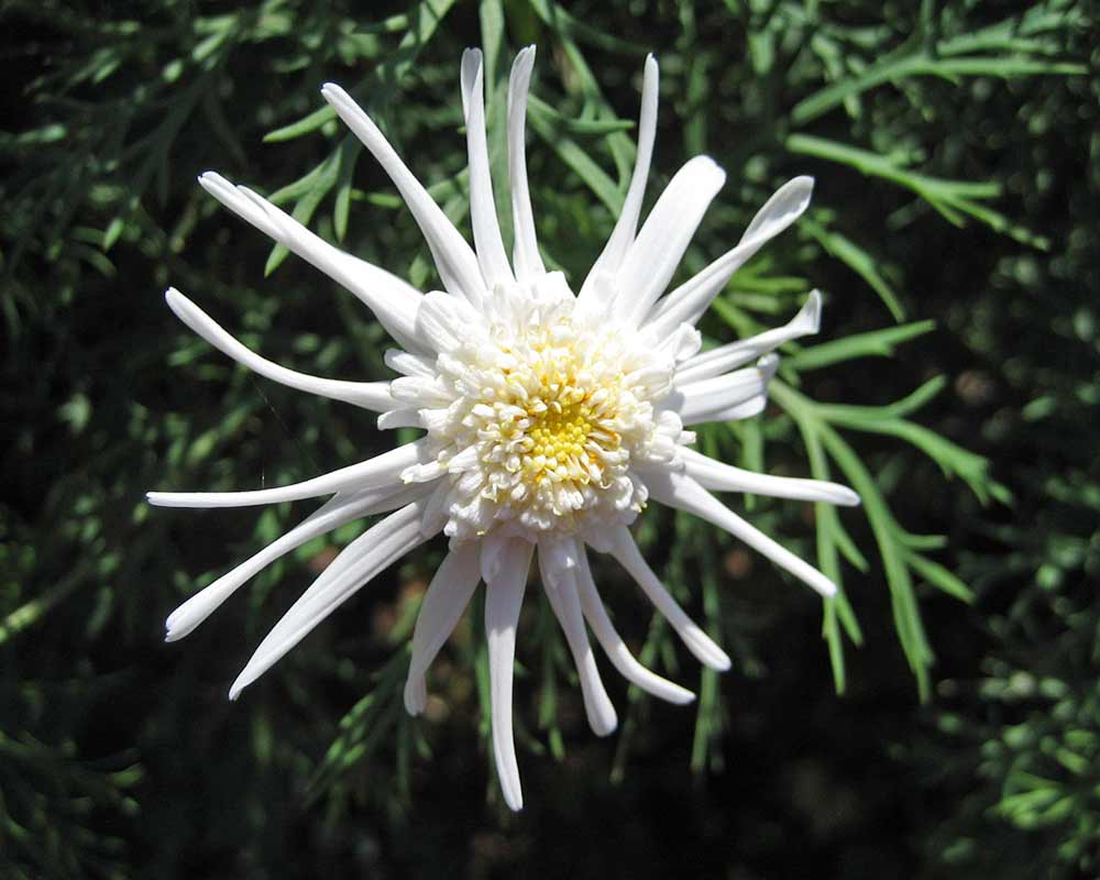 Argyranthemum frutescens - Spider White