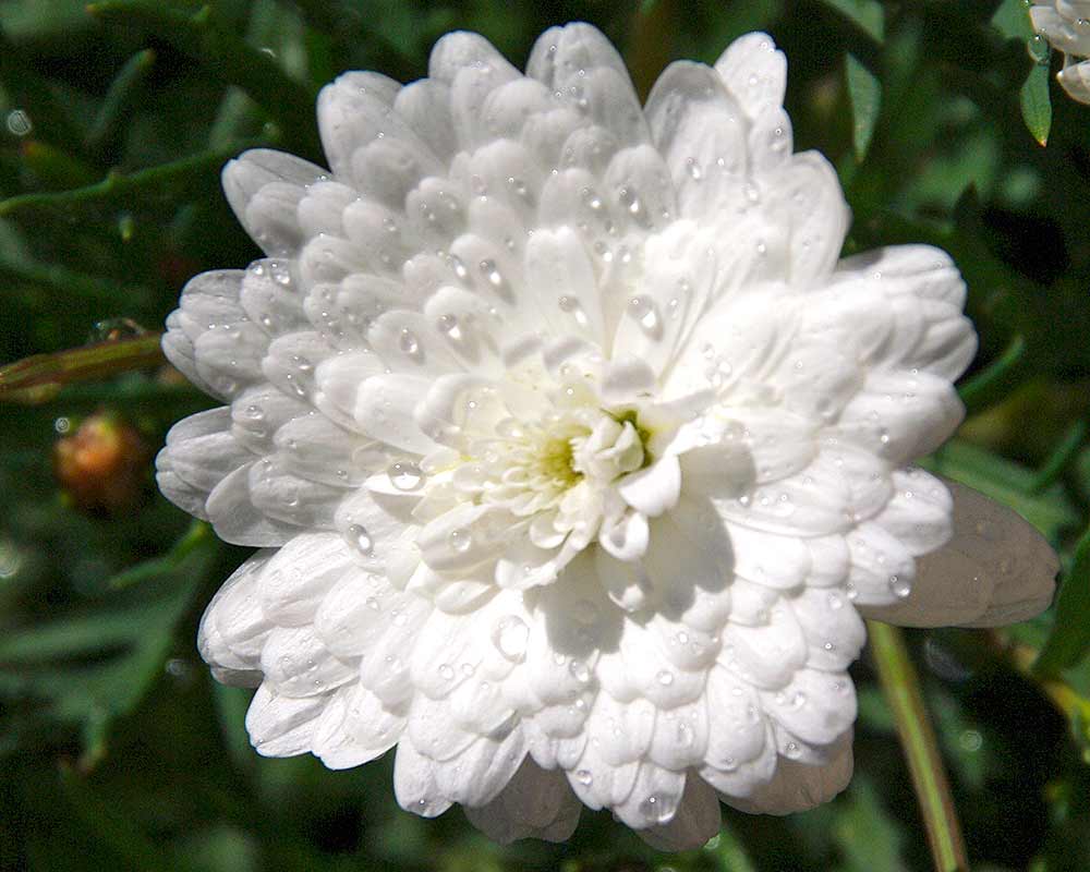 Argyranthemum frutescens, Supreme White