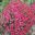 Argyanthemum frutescens Sugar Cheer