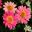 Argyanthemum Pink Lady