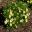 Argyranthemum 'Angelic Maize'
