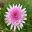 Argyranthemum frutescens double pink