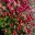 Argyranthemum 'Honey Bees' series Red