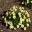 Argyranthemum 'La Rita' pale yellow single flowers