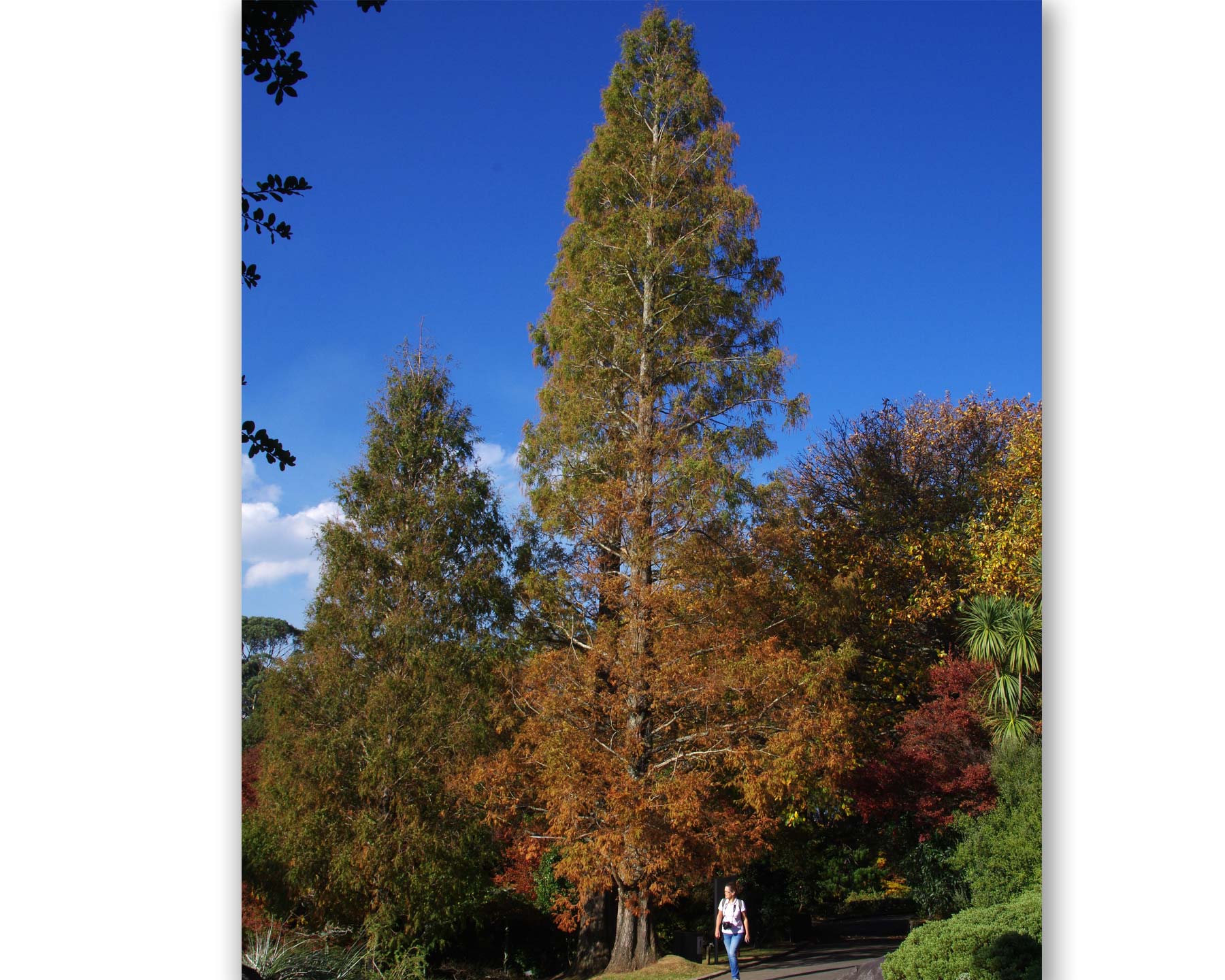 Metasequoia glyptostroboides in late autumn