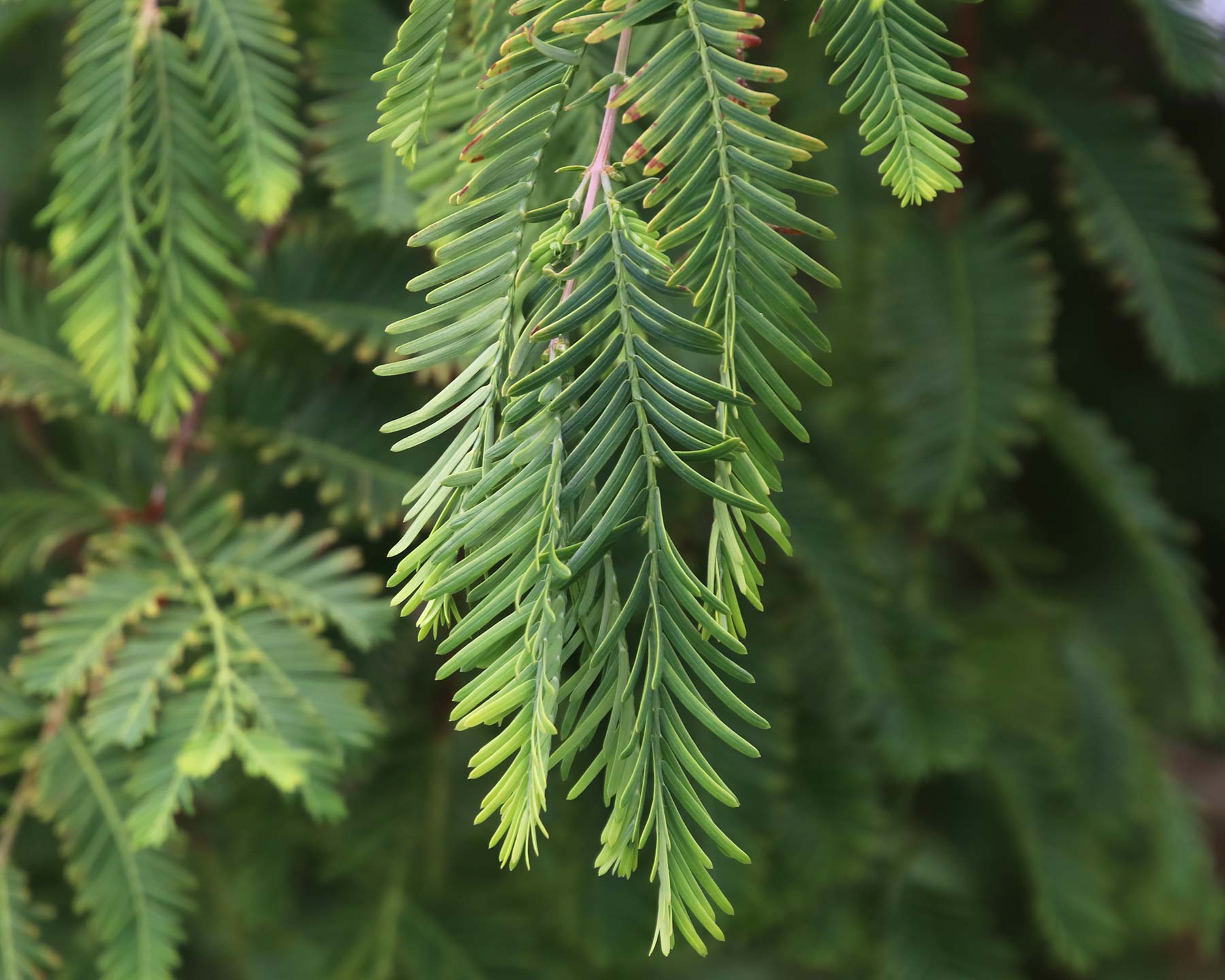 Metasequoia glyptostroboides foliage