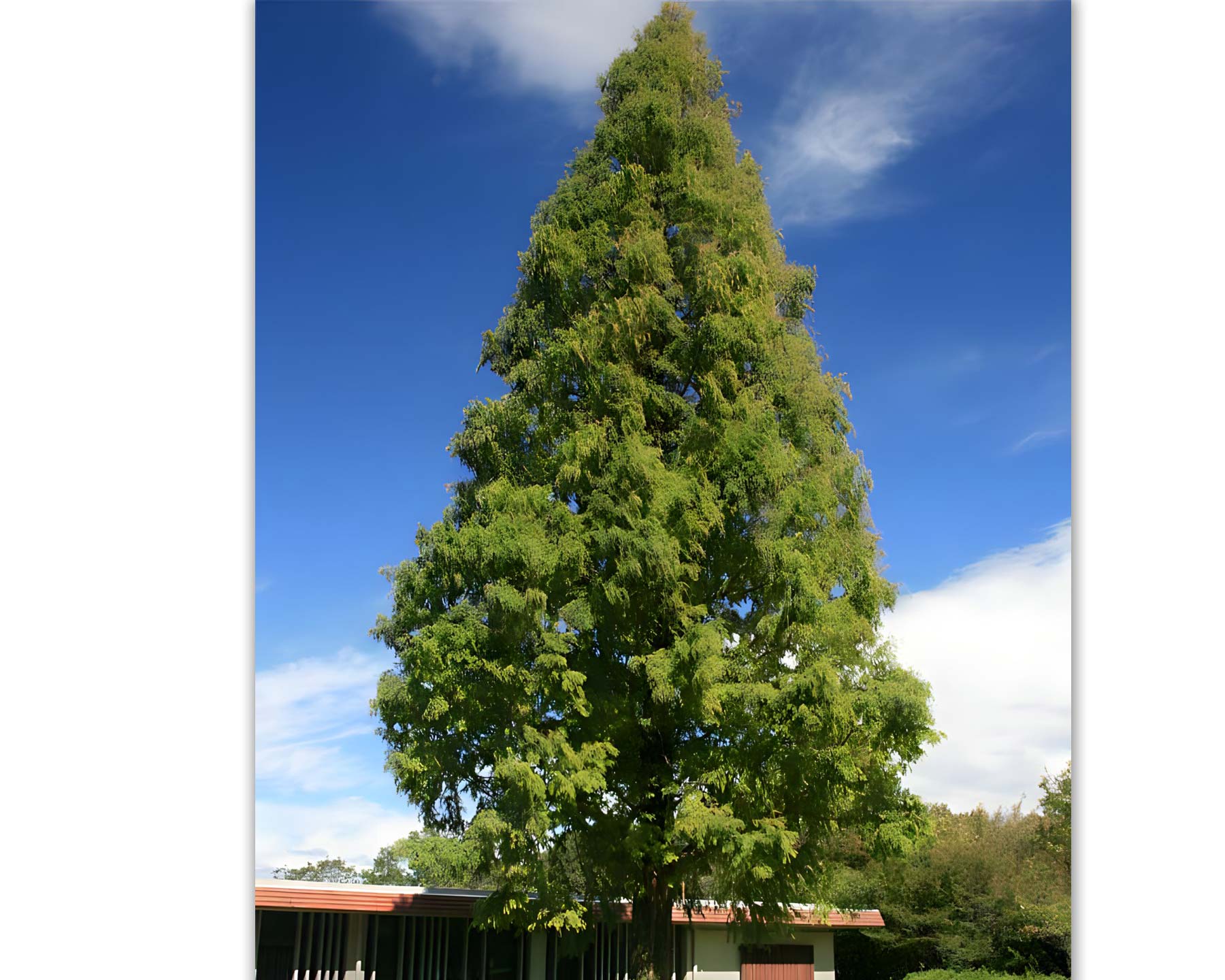 Metasequoia glyptostroboides - photo Alpsdake