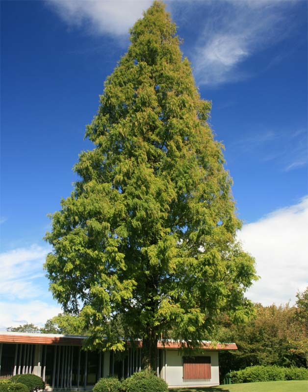 GardensOnline: Metasequoia glyptostroboides