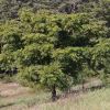 Albizia julibrissin full sized tree