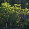 Angophora costata, Sydney Red Gum.  Cowan Creek, NSW