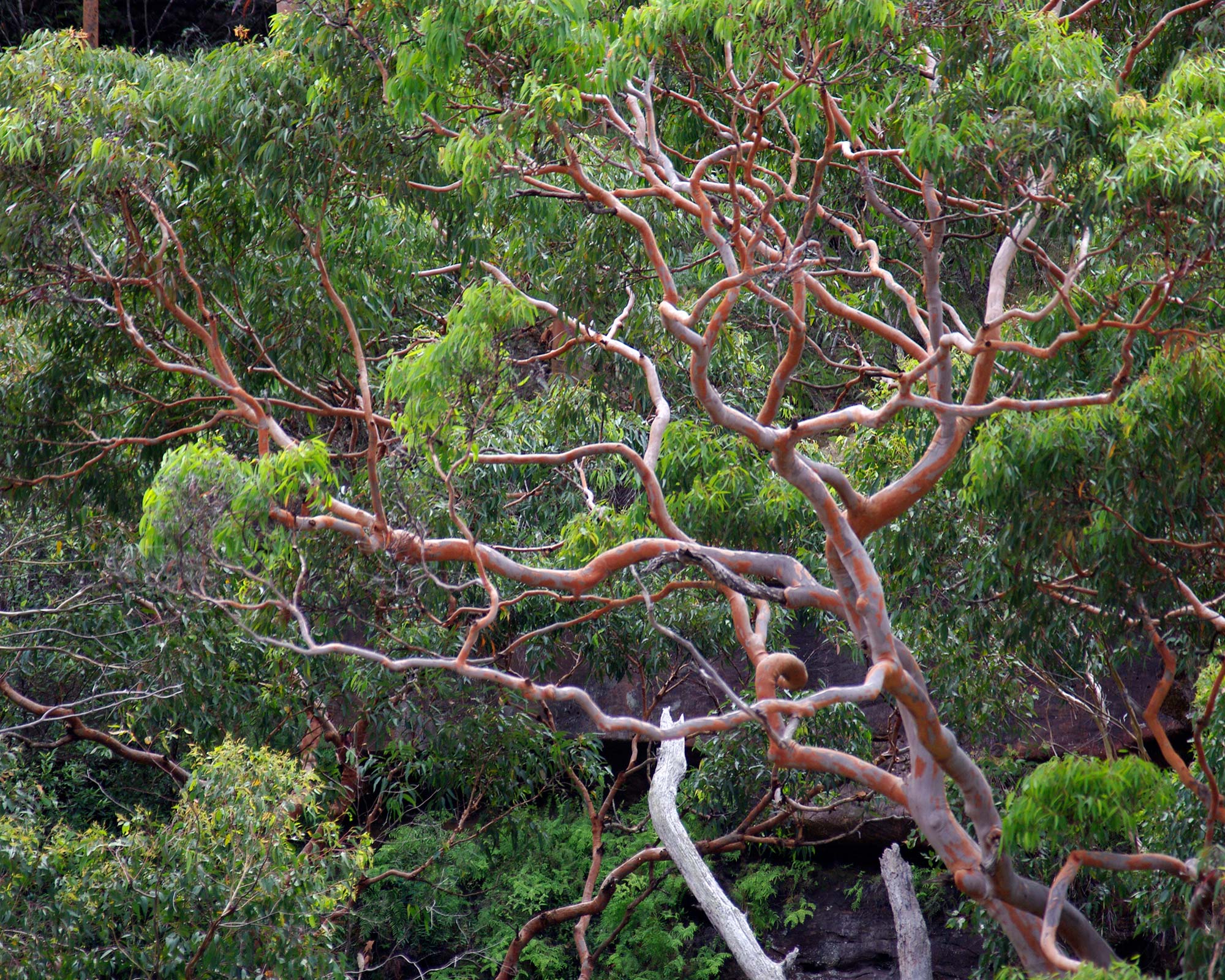 Angophora costata,.  The spectacular Sydney Red Gum -  the bark becomes richer coloured when it is wet.