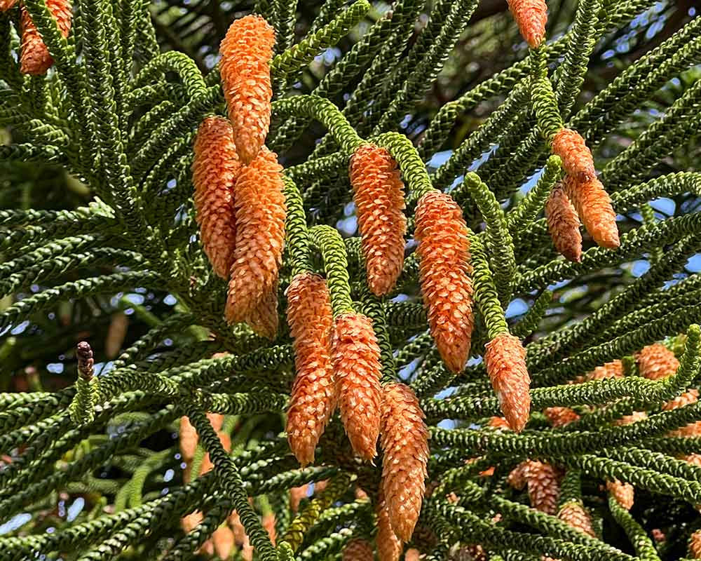 Araucaria heterophylla, male pollen cones on a Norfolk Island Pine