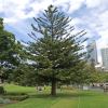Araucaria heterophylla, The Norfolk Island Pine