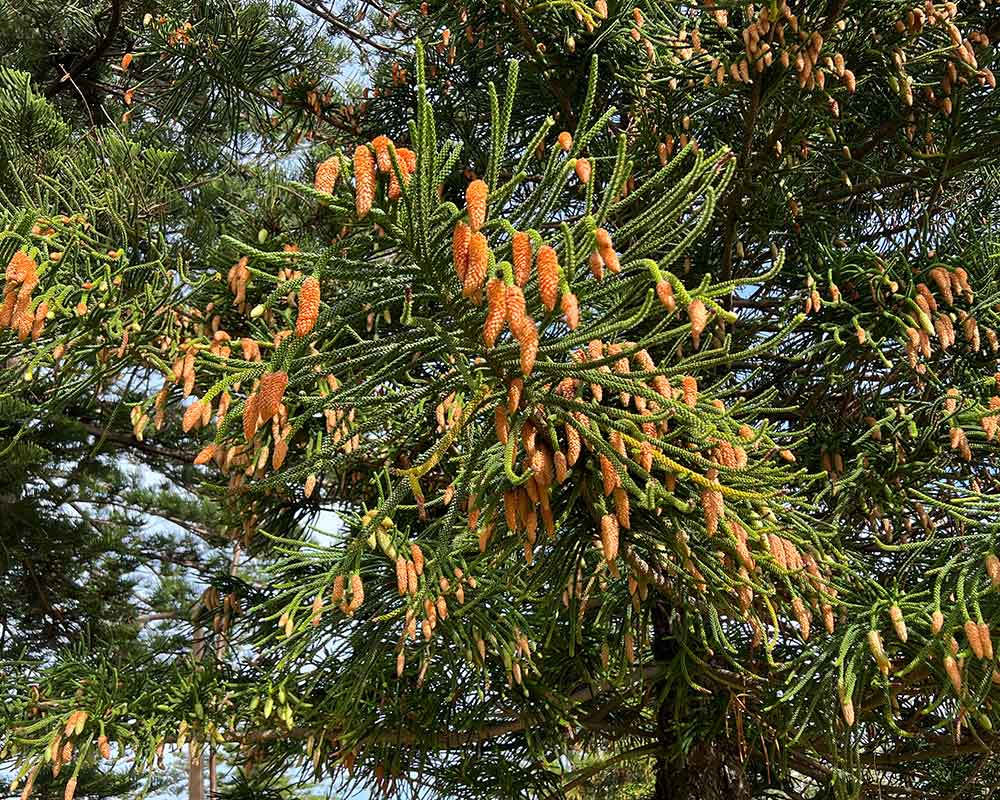Male pollen cones of the Norfolk Island Pine