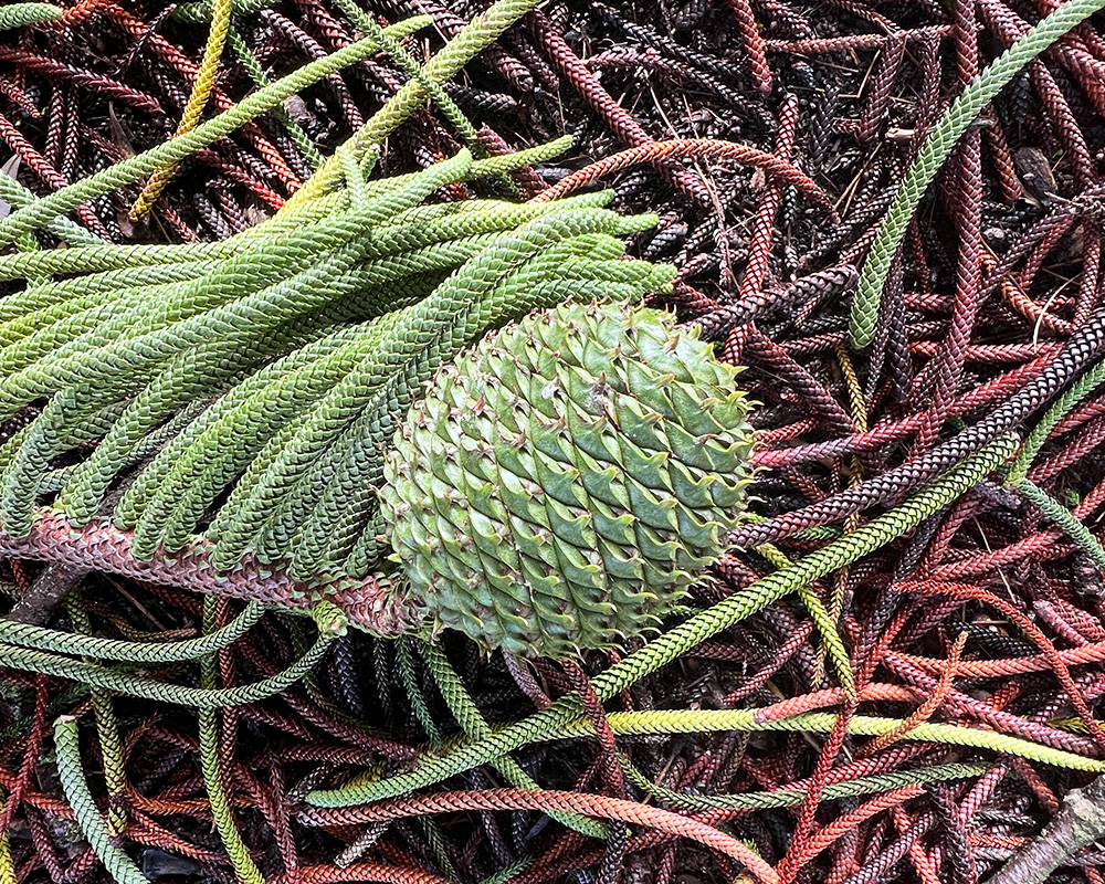 Male Cones of the Norfolk Island Pine, Araucaria heterophylla