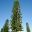 Araucaria heterophylla, Norfolk Island Pine