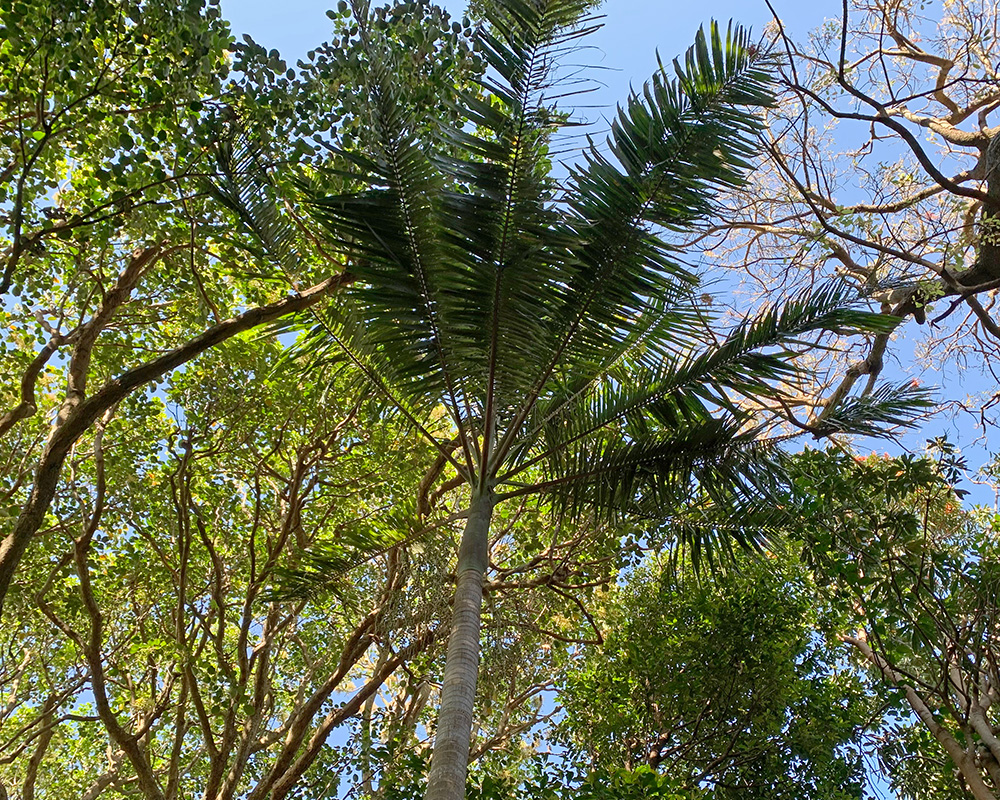 Archontophoenix cunninghamiana, Bangalow Palm