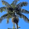 Archontophoenix cunninghamiana, Bangalow Palm