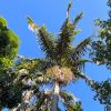 Archontophoenix cunninghamiana - Bangalow Palm