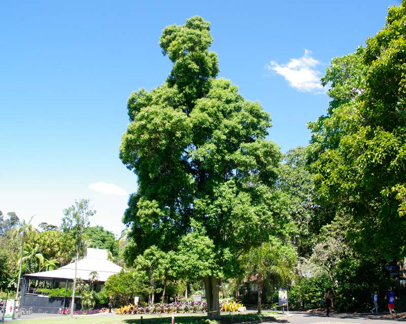 Backhousia citriodora - Sweet Verbena Tree in Sydney Botanic Gardens
