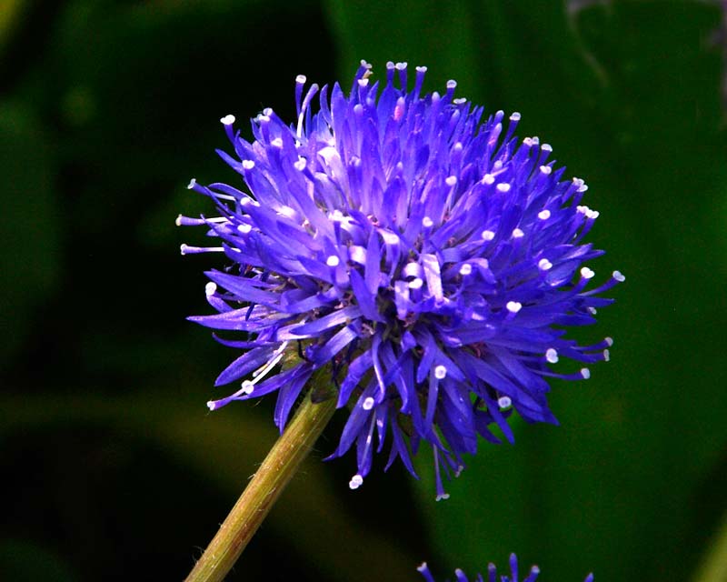 Jasione laevis Blauclicht -single blue pom-pom shaped flowers