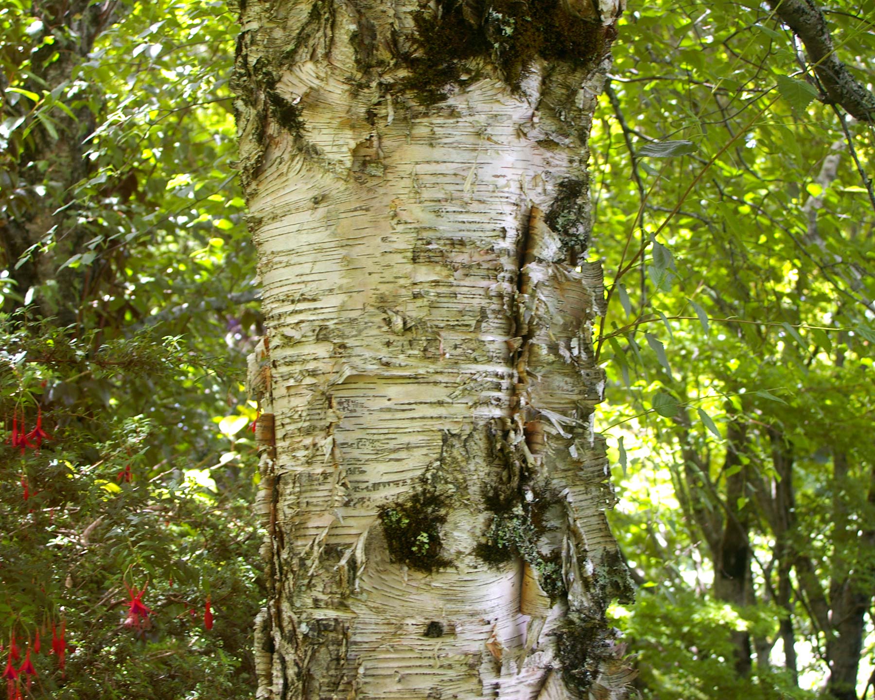 Betula pendula.  Silver birch