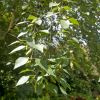 Betula pendula foliage