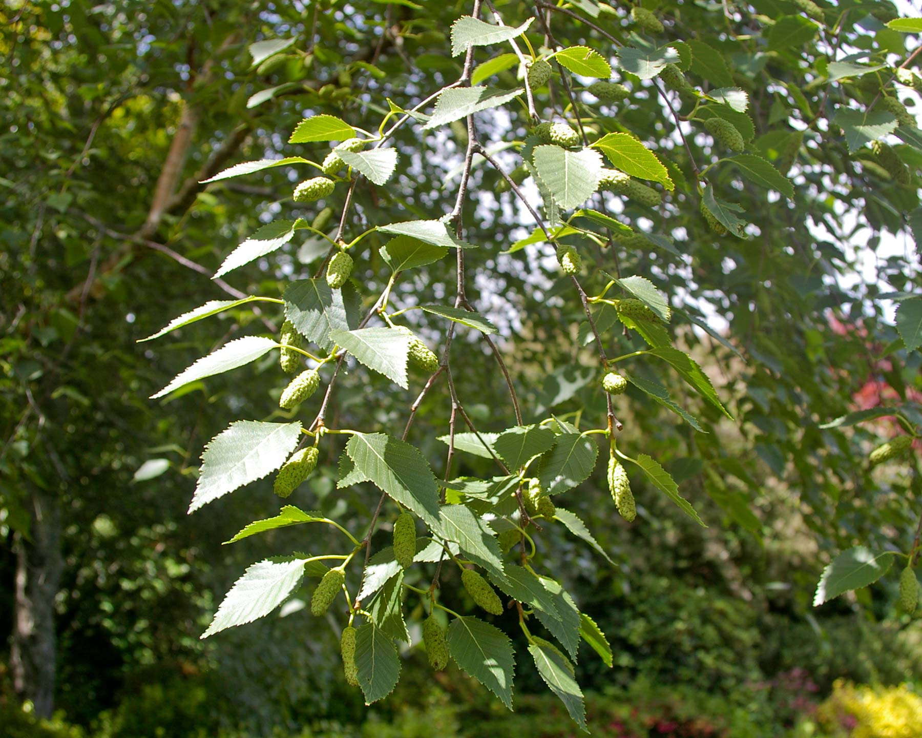 Betula pendula foliage