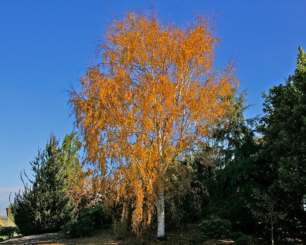 Autumn colour, yellow leaves of Betula pendula, Silver Birch