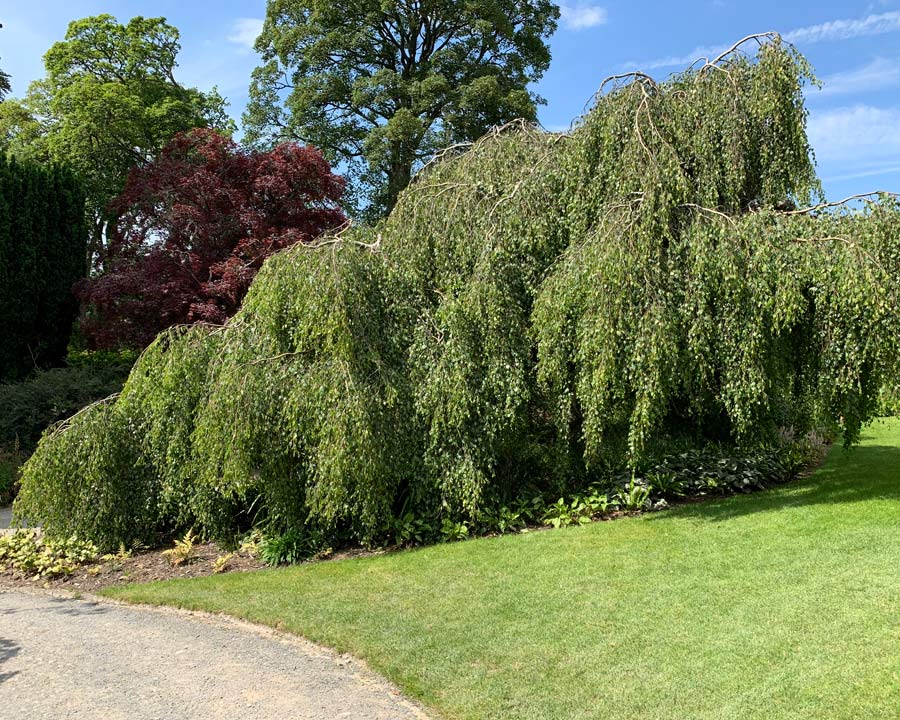 Betula pendula 'Youngii' - Bodnant Gardens North Wales