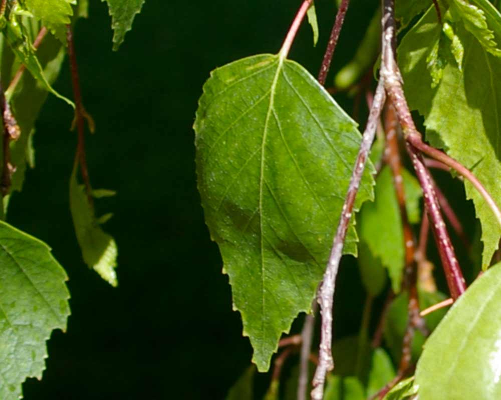 Betula pendula Youngii foliage