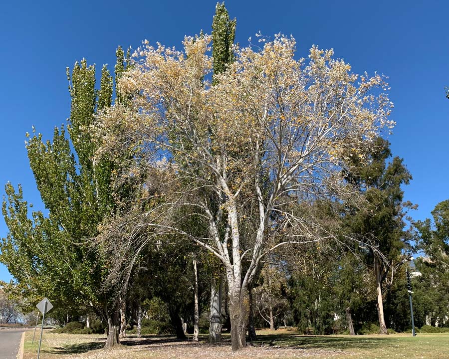 Silver Birch - Betula pendula leaves turn yellow in autumn