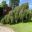 Betula pendula 'Youngii' - Bodnant Gardens North Wales