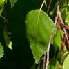 Betula pendula Youngii foliage