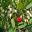 Arbutus unedo, Irish Strawberry Tree